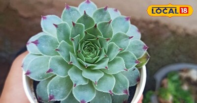 मनी प्लांट ही नही ये सभी पौधे भी धन आकर्षित करने में आगे