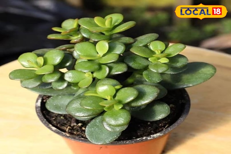 शुभता शुभता