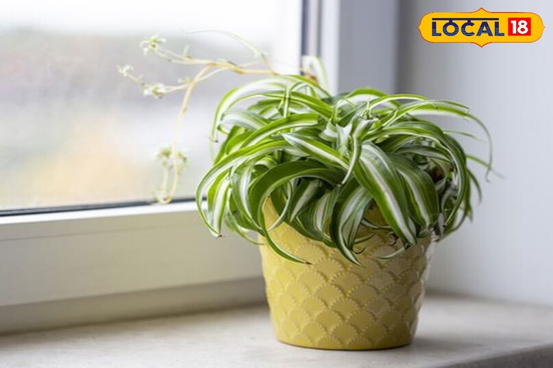 धन खींचने में माहिर धन खींचने में माहिर