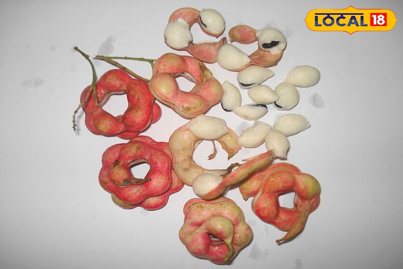 जंगल जलेबी 