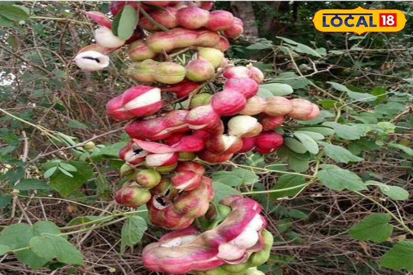 जंगल जलेबी 