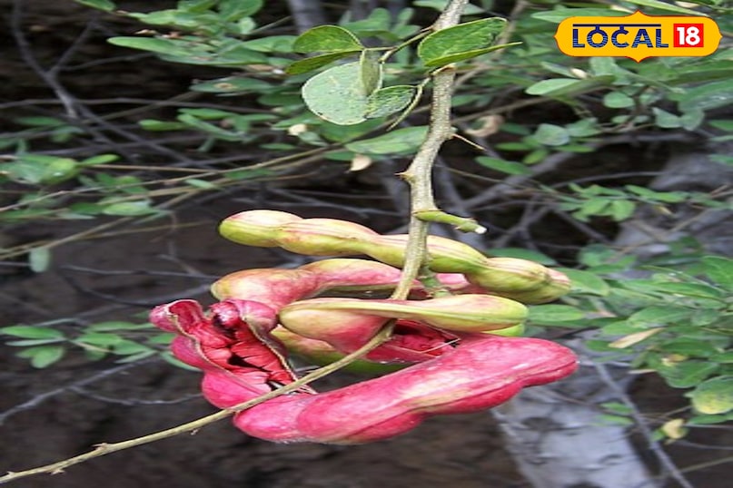 जंगल जलेबी 