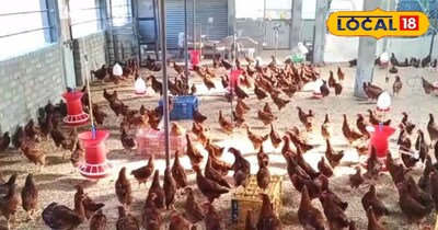 देशी और बॉयलर मुर्गियों का पालन करने का सीखे तरीका,7 दिन में बने एक्सपर्ट बिल्कु