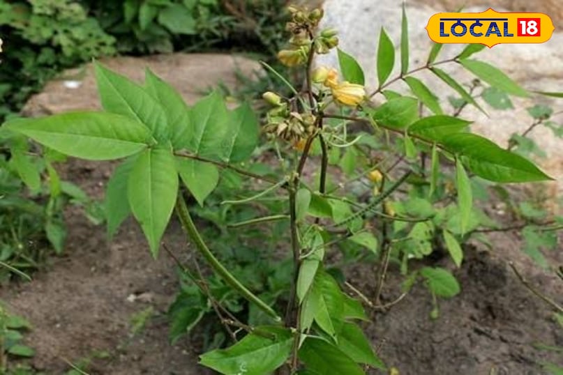 कासमर्द का पौधा 