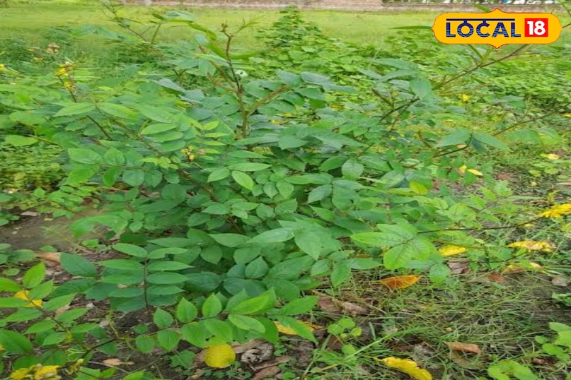 कासमर्द का पौधा 