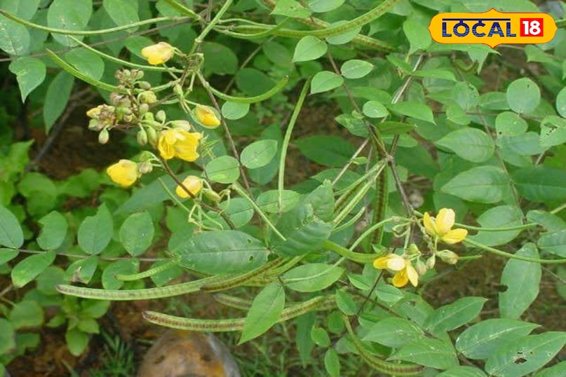 कासमर्द का पौधा 