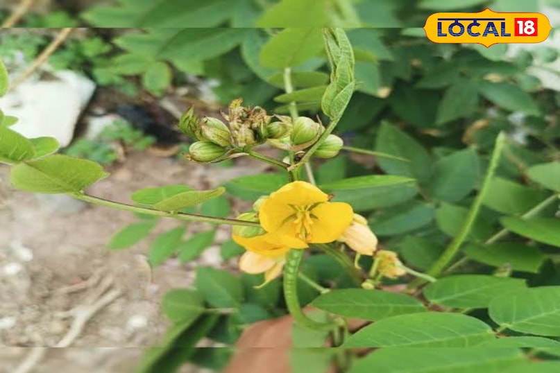 कासमर्द का पौधा 