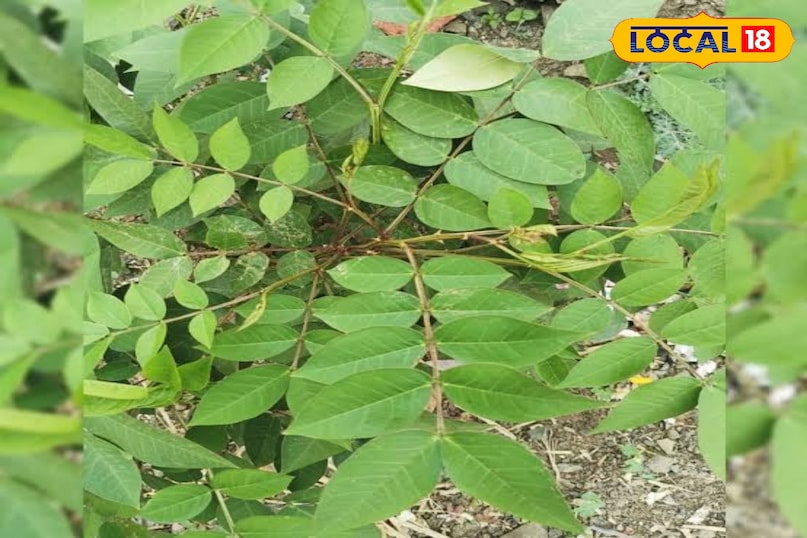 कासमर्द का पौधा 