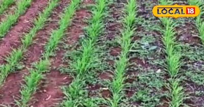 रबी फसलों के साथ भी और फसल के बाद भी बनी रहती है ये अकड़ी नामक खरपतवार.