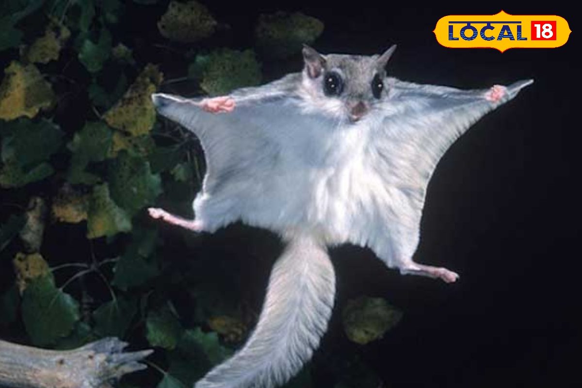 VTR में दिखी उड़ने वाली गिलहरी! हवा में 60 मीटर तक भरती उड़ान