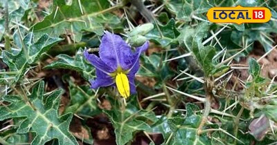 मकोय का पौधा पुरानी से पुरानी खांसी ठीक कर सकता है.