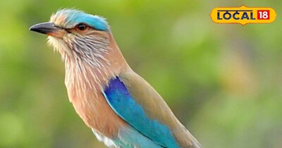 भारतीय रोलर पक्षी।