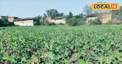 खेत में लगा हरा मटर फसल 