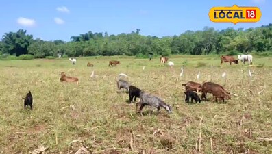 किसानों के लिए खुशखबरी: अब नर बकरा खरीद पर मिलेगी सब्सिडी, बढ़ेगी आमदनी<br>