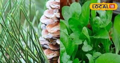 पाले से बचाने का उपाय 