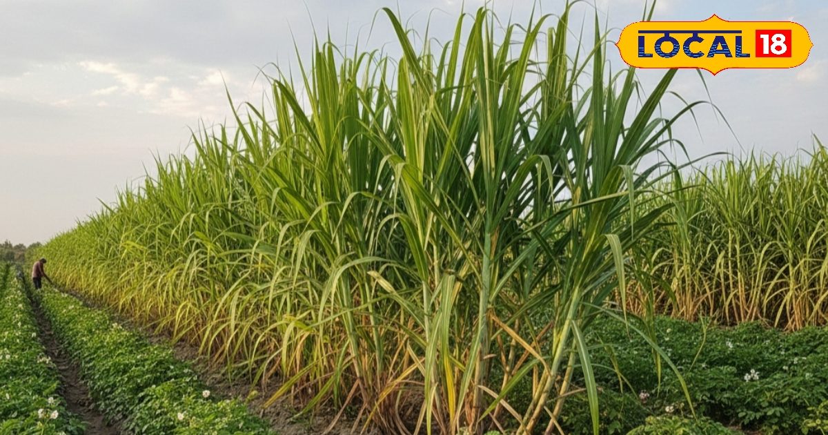 गन्ने में आलू 