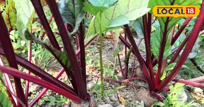 बाजार में साल भर बनी रहती है मांग