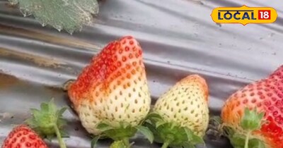 स्ट्रॉबेरी