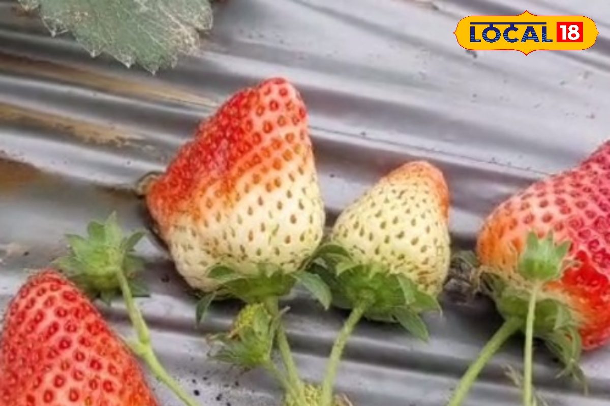 स्ट्रॉबेरी खेती में इस बात पर दें ध्यान, 'विंटर डॉन' किस्म से जोरदार मुनाफा