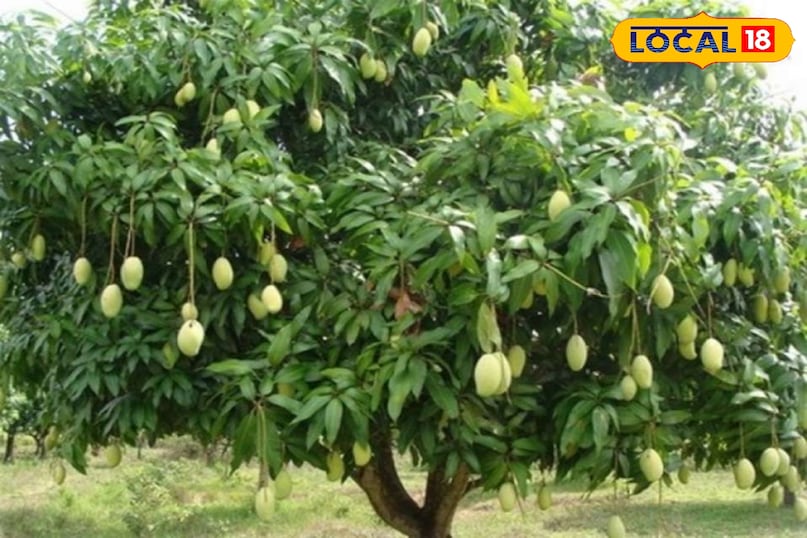 लोकल 18 लोकल 18