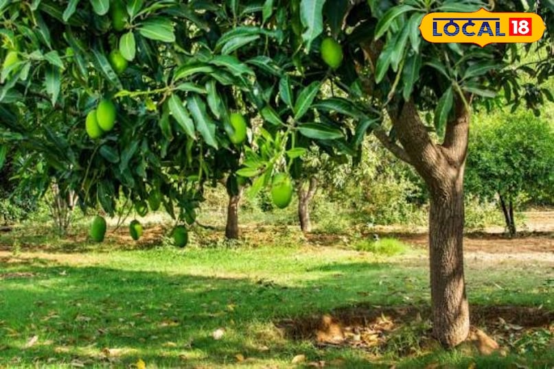 लोकल 18 लोकल 18