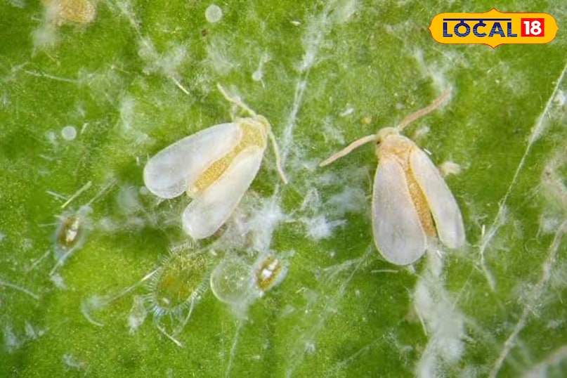 लोकल 18 लोकल 18