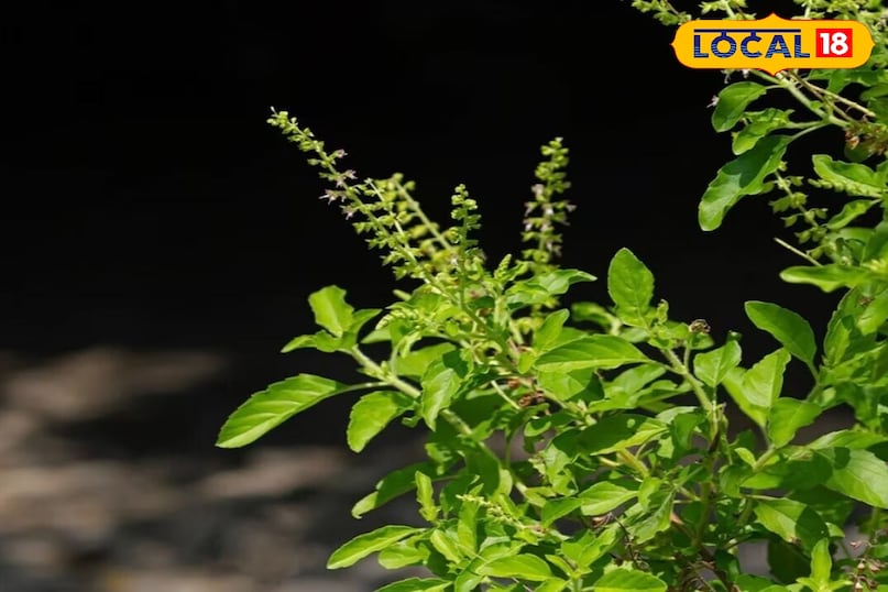 air pollution foods, lungs health tips, winter smog care, anti pollution diet, turmeric benefits lungs, ginger for cough, tulsi for breathing, vitamin c fruits pollution, jaggery for lungs, omega 3 foods, moringa benefits, green tea lungs, pollution season health, respiratory care foods, प्रदूषण में क्या खाएं, फेफड़ों की सेहत, खांसी रोकने के उपाय, सर्दियों का प्रदूषण, हल्दी के फायदे, अदरक से राहत, तुलसी के गुण, खट्टे फलों का फायदा, गुड़ लाभ फेफड़ों के लिए, सांस की समस्या उपाय air pollution foods, lungs health tips, winter smog care, anti pollution diet, turmeric benefits lungs, ginger for cough, tulsi for breathing, vitamin c fruits pollution, jaggery for lungs, omega 3 foods, moringa benefits, green tea lungs, pollution season health, respiratory care foods, प्रदूषण में क्या खाएं, फेफड़ों की सेहत, खांसी रोकने के उपाय, सर्दियों का प्रदूषण, हल्दी के फायदे, अदरक से राहत, तुलसी के गुण, खट्टे फलों का फायदा, गुड़ लाभ फेफड़ों के लिए, सांस की समस्या उपाय