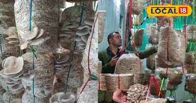 GGU के छात्र बने आत्मनिर्भर! ठंड में शुरू की मशरूम उत्पादन