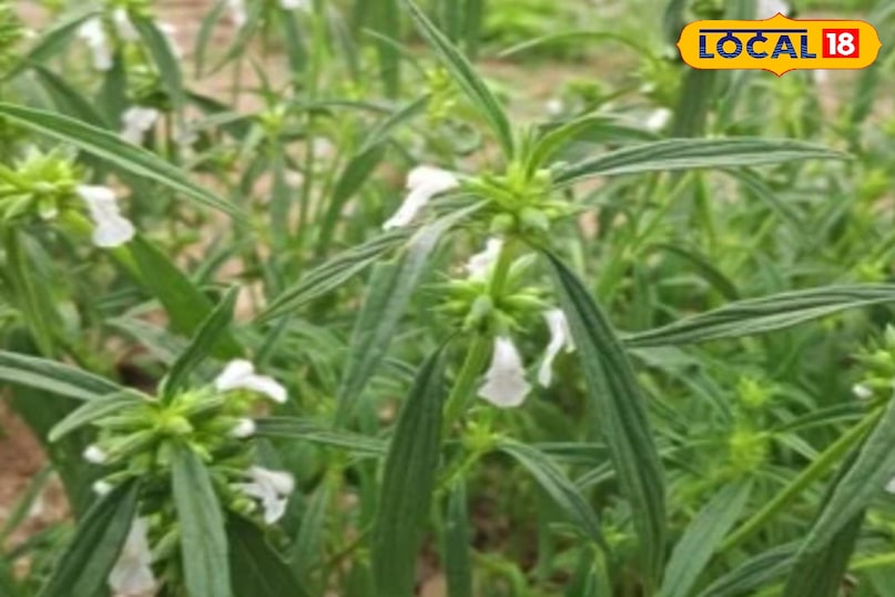 गुंबा का पौधा गुंबा का पौधा