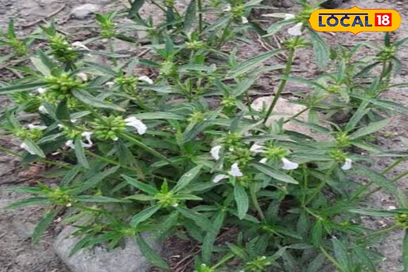 गुंबा का पौधा गुंबा का पौधा