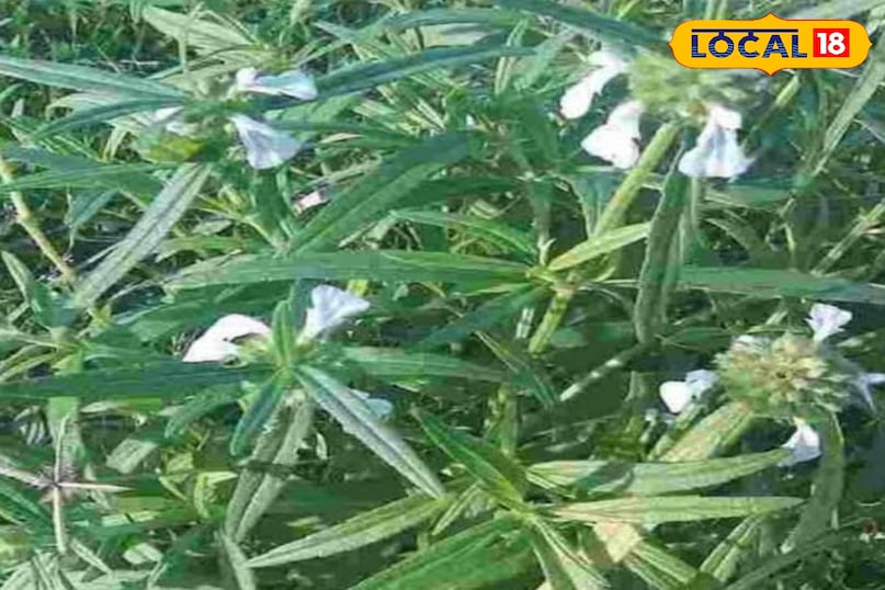 गुंबा का पौधा गुंबा का पौधा