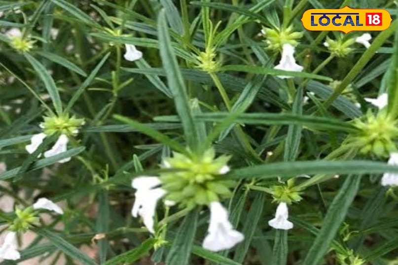 गुंबा का पौधा गुंबा का पौधा