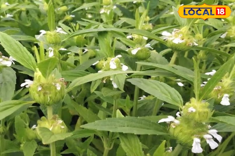 गुंबा का पौधा गुंबा का पौधा