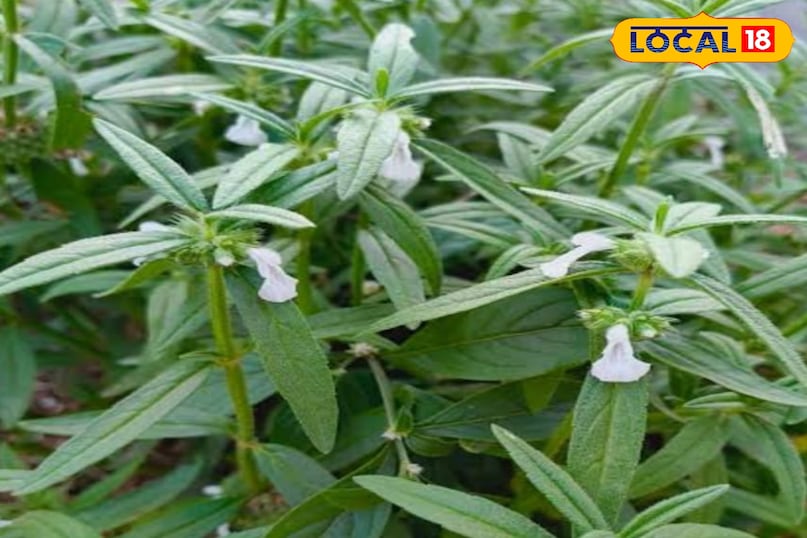 गुंबा का पौधा गुंबा का पौधा