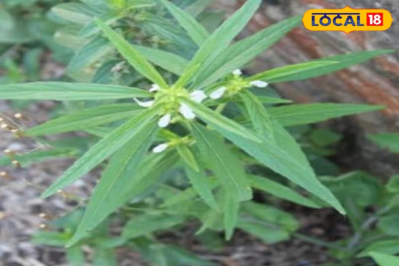 गुंबा का पौधा गुंबा का पौधा