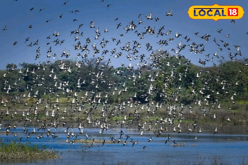 छत्तीसगढ़ का पहला रामसर साइट बना कोपरा जलाशय, बिलासपुर को मिली ऐतिहासिक पहचान, रायपुर से 115 किलोमीटर की दूरी पर स्थित छत्तीसगढ़ का पहला रामसर साइट बना कोपरा जलाशय, बिलासपुर को मिली ऐतिहासिक पहचान, रायपुर से 115 किलोमीटर की दूरी पर स्थित