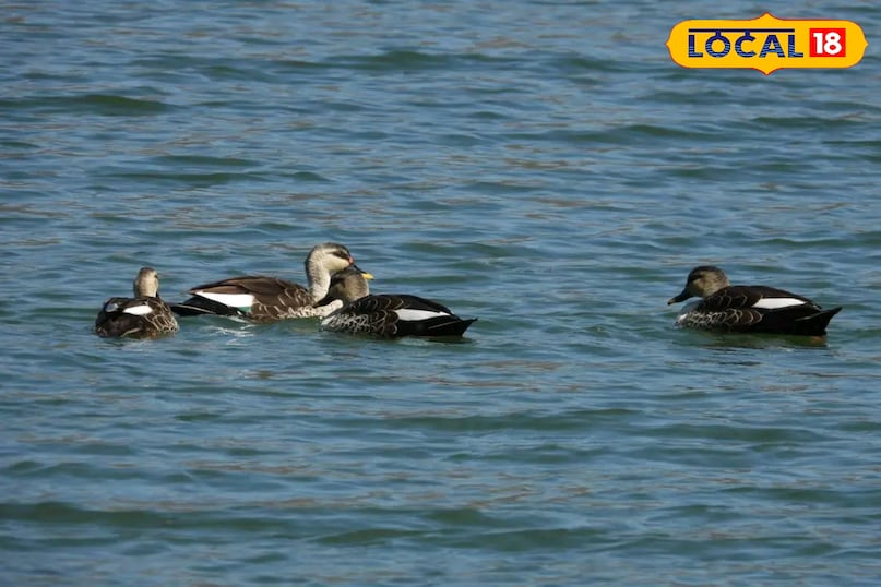 छत्तीसगढ़ का पहला रामसर साइट बना कोपरा जलाशय, बिलासपुर को मिली ऐतिहासिक पहचान, रायपुर से 115 किलोमीटर की दूरी पर स्थित छत्तीसगढ़ का पहला रामसर साइट बना कोपरा जलाशय, बिलासपुर को मिली ऐतिहासिक पहचान, रायपुर से 115 किलोमीटर की दूरी पर स्थित