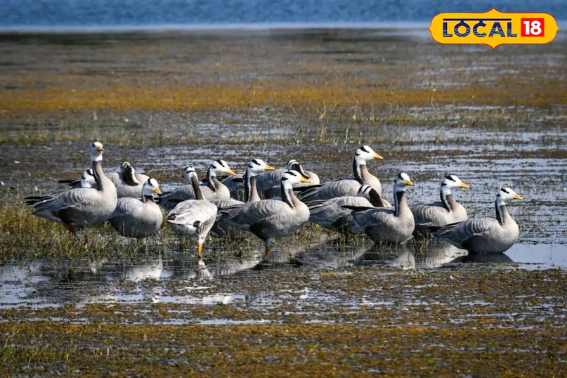 छत्तीसगढ़ का पहला रामसर साइट बना कोपरा जलाशय, बिलासपुर को मिली ऐतिहासिक पहचान, रायपुर से 115 किलोमीटर की दूरी पर स्थित छत्तीसगढ़ का पहला रामसर साइट बना कोपरा जलाशय, बिलासपुर को मिली ऐतिहासिक पहचान, रायपुर से 115 किलोमीटर की दूरी पर स्थित