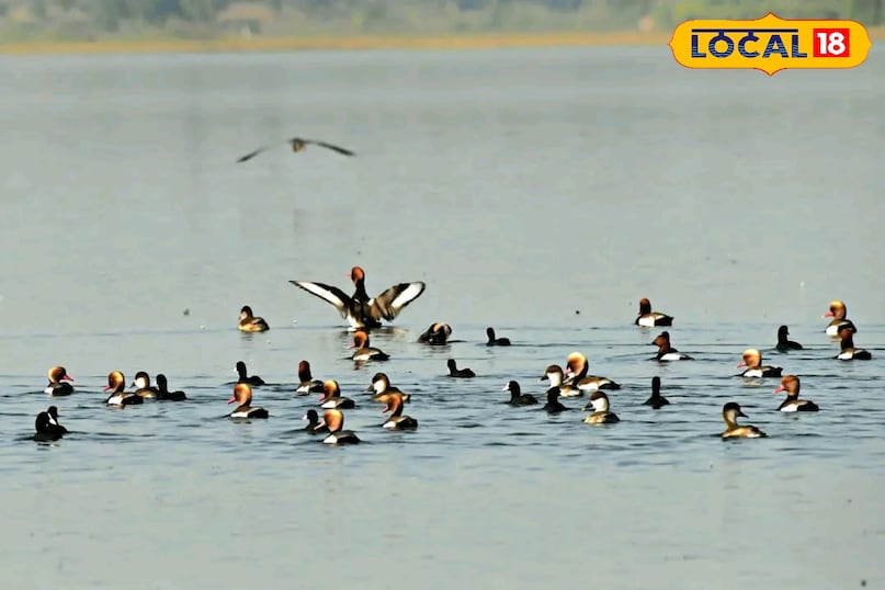 छत्तीसगढ़ का पहला रामसर साइट बना कोपरा जलाशय, बिलासपुर को मिली ऐतिहासिक पहचान, रायपुर से 115 किलोमीटर की दूरी पर स्थित छत्तीसगढ़ का पहला रामसर साइट बना कोपरा जलाशय, बिलासपुर को मिली ऐतिहासिक पहचान, रायपुर से 115 किलोमीटर की दूरी पर स्थित