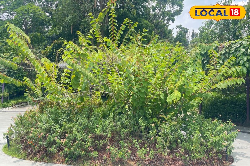 आवर्तनी पौधा 