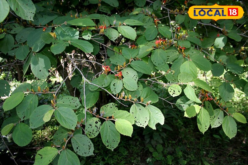 आवर्तनी पौधा 