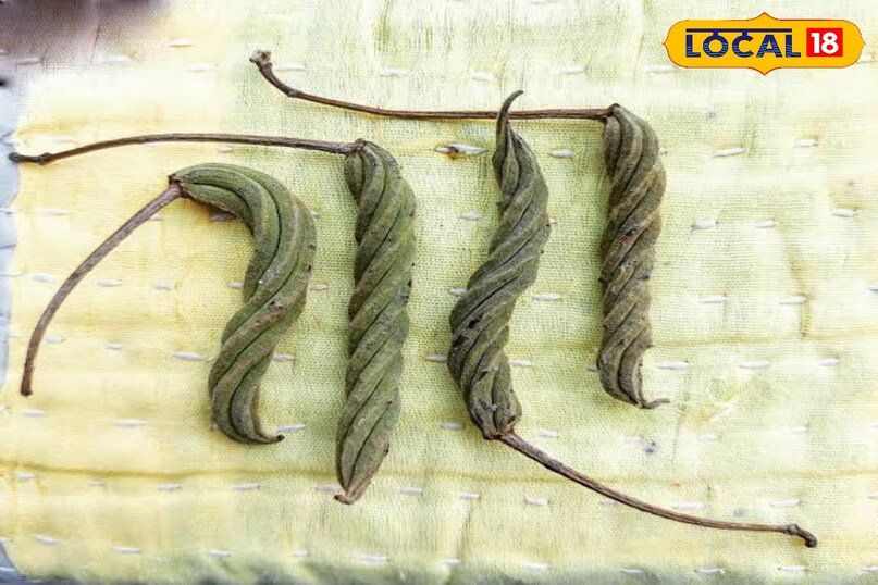 आवर्तनी पौधा 