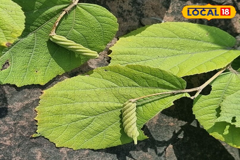 आवर्तनी पौधा 