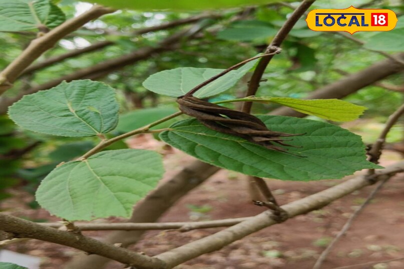 आवर्तनी पौधा 