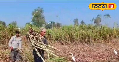 गन्ने से बनाएं खाद 