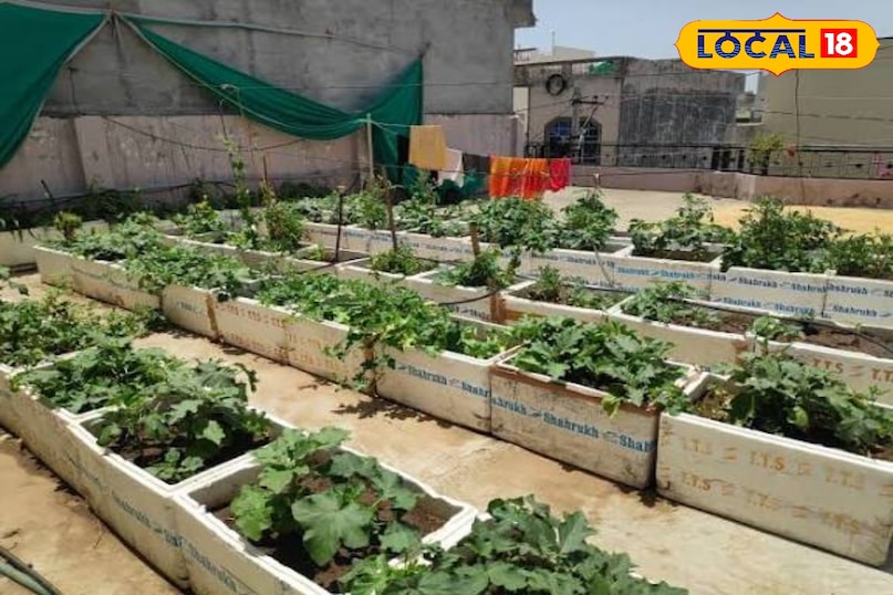 उन्होंने कहा कि ग्रो बैग की सबसे बड़ी खासियत यह है कि इनमें आप सब्जियां, फल और फूल—तीनों उगा सकते हैं. टमाटर, मिर्च, बैंगन, धनिया, पालक जैसी सब्जियों के साथ स्ट्रॉबेरी और नींबू जैसे फलदार पौधे भी अच्छे से उगते हैं. जड़ों को खुलकर सांस लेने का मौका मिलता है, जिससे पौधे तेजी से बढ़ते हैं और उत्पादन बेहतर होता है.