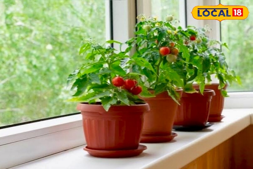 पलामू जिले के पर्यावरणविद कौशल किशोर जायसवाल ने लोकल18 को बताया कि लंबे समय से लोग गमलों में पौधे उगाते आ रहे हैं. गमले मजबूत होते हैं और देखने में भी आकर्षक लगते हैं. इनमें मिट्टी, खाद और पौधों को नियंत्रित तरीके से रखा जा सकता है. फूलों और सजावटी पौधों के लिए गमले काफी उपयोगी माने जाते हैं. छत या बालकनी की सुंदरता बढ़ाने में इनका बड़ा योगदान होता है और पौधों को एक जगह से दूसरी जगह ले जाना भी आसान रहता है. 