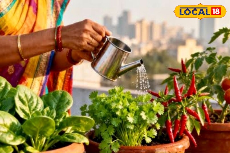 उन्होंने कहा कि हालांकि गमलों में खेती के कुछ नुकसान भी हैं. गमले भारी होते हैं, जिससे छत पर रखने में वजन की समस्या आती है. टूटने का खतरा भी बना रहता है. इनमें पानी का निकास सही न होने पर जड़ों में सड़न की समस्या हो सकती है. इसके अलावा गर्मी में गमले जल्दी गर्म हो जाते हैं, जिससे पौधों की बढ़वार प्रभावित होती है. लागत भी अपेक्षाकृत ज्यादा आती है, खासकर अगर बड़ी संख्या में पौधे लगाने हों. 