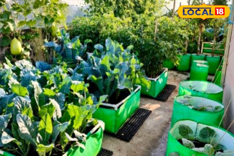  इन्हीं समस्याओं को देखते हुए अब ग्रो बैग एक आधुनिक और देसी समाधान बनकर सामने आए हैं. ये मजबूत कपड़े, जूट या मोटे प्लास्टिक से तैयार किए जाते हैं. हल्के होने के कारण इन्हें छत, बालकनी या आंगन में कहीं भी आसानी से रखा जा सकता है. ग्रो बैग में मिट्टी और खाद भरकर सीधे पौधे उगाए जाते हैं, जिससे गमले की जरूरत ही खत्म हो जाती है. 