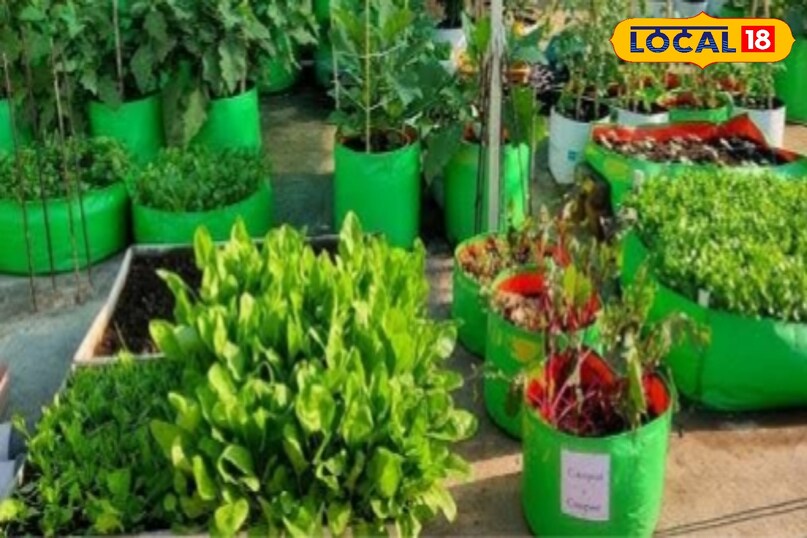  ग्रो बैग के लिए महंगे विकल्प जरूरी नहीं हैं. खाद का खाली कट्टा, आटे या चावल का पुराना पैकेट भी ग्रो बैग के रूप में इस्तेमाल किया जा सकता है. बस नीचे और किनारों में छोटे छेद कर दें, ताकि पानी निकल सके. यह तरीका कम लागत में गार्डनिंग करने वालों के लिए बेहद फायदेमंद है और घरेलू कचरे का सही उपयोग भी करता है. 